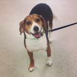 Beagle Pinched Nerve