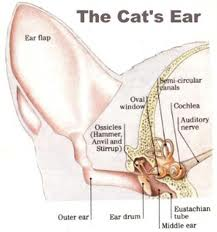 Ear Infections and Adjustments