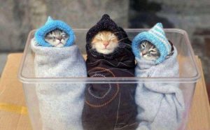 Funny cat picture cold