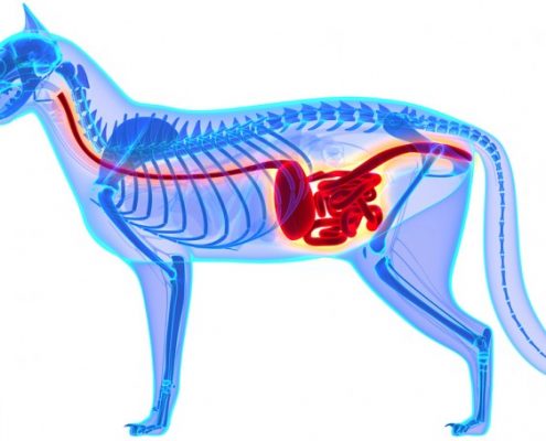 Cat Digestive System