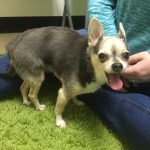 Chihuahua Paraplegia Struggle
