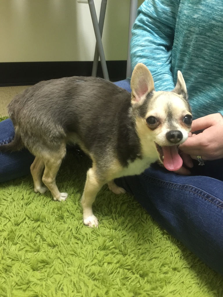 Chihuahua Paraplegia Struggle
