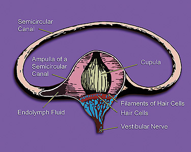 ear canal