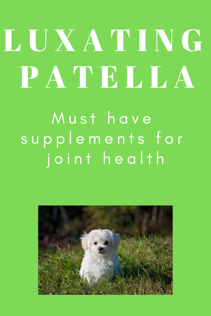 Must Have Supplements for Luxating Patella Advanced Animal Chiropractic